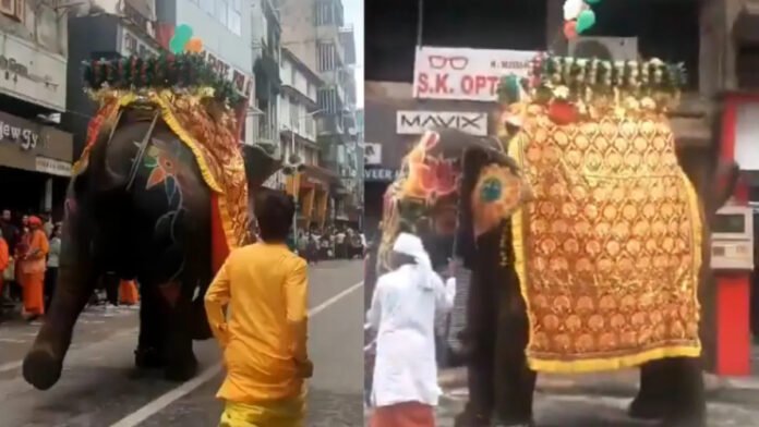 elephnat in rathyatra