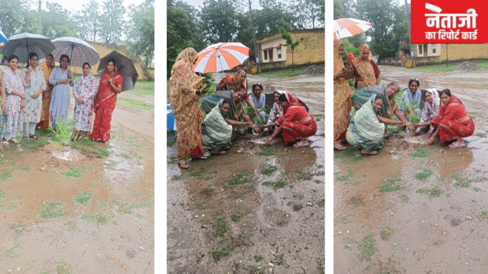 फतहनगर नगरपालिका परिसर में पौधारोपण कार्यक्रम