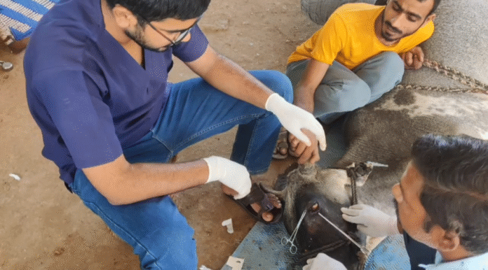 गाय की आंख का ट्यूमर निकाला, फतहनगर पशु सेवा समिति ने दिखाई मानवता
